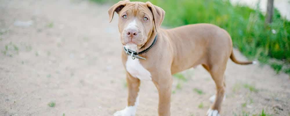 outdoor kennels for pitbulls
