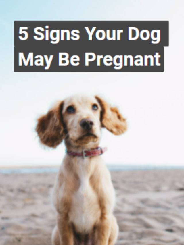 5 Signs Your Dog May Be Pregnant