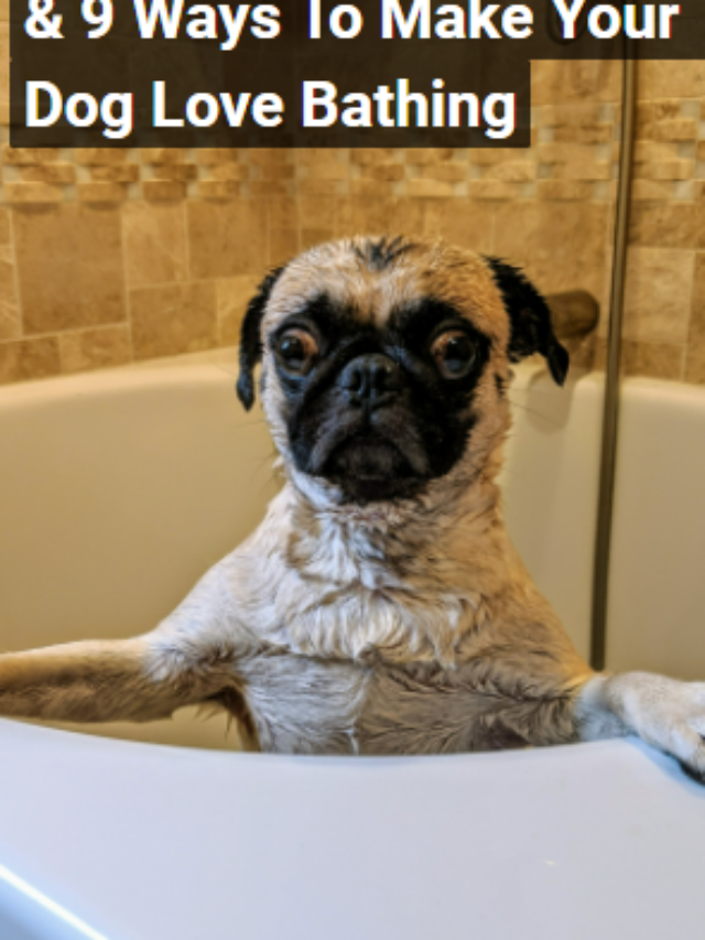 Why Dogs Hate Baths & 9 Ways To Make Them Love Bathing