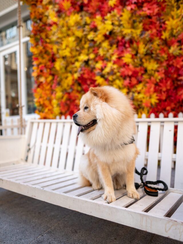 most expensive dog breed chow chow