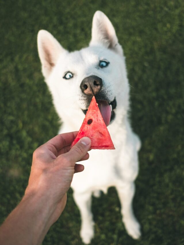 Which Fruits Can Dogs Eat?