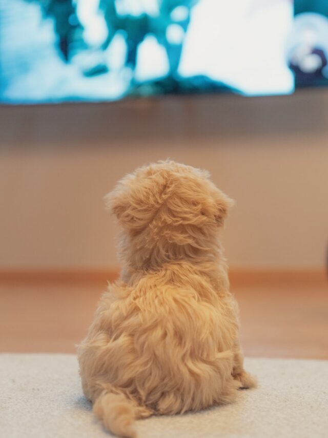 10 Best Netflix Shows That Dogs Love to Watch