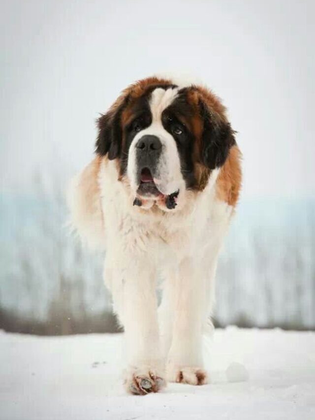 Top 5 large dog breeds