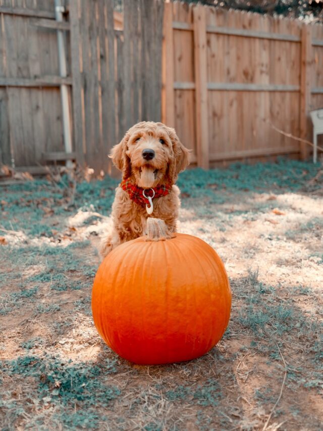 Which Vegetables Can Dogs Eat?